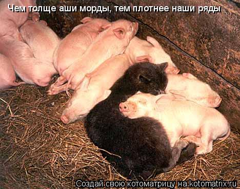 Котоматрица: Чем толще аши морды, тем плотнее наши ряды