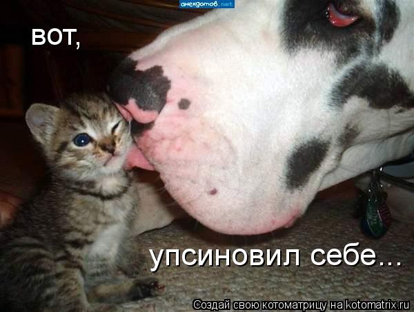 упсиновил себе... вот,... Котоматрица: упсиновил себе... вот,