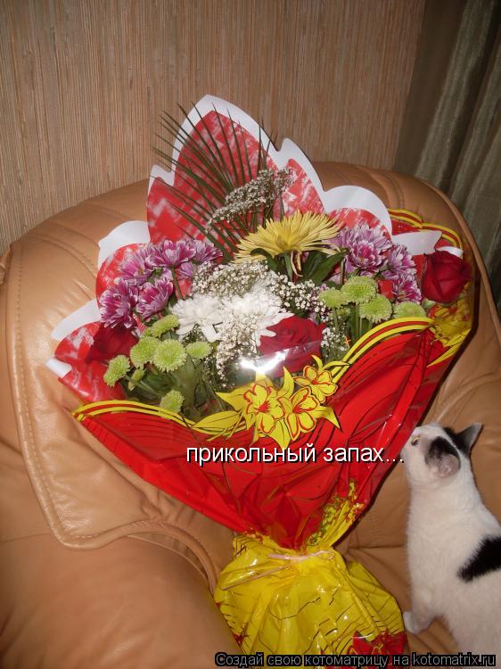 Котоматрица: прикольный запах...