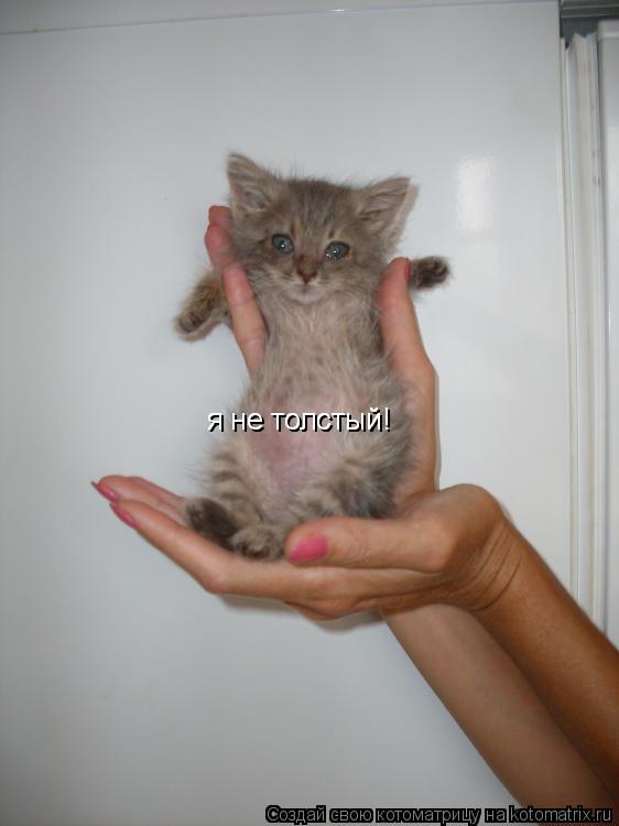 Котоматрица: я не толстый! я не толстый!