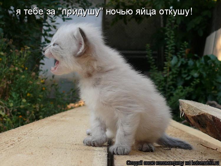 Котоматрица: я тебе за "придушу" ночью яйца откушу!