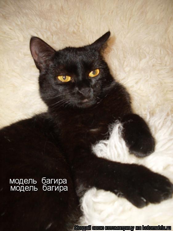 Котоматрица: модель  багира модель  багира