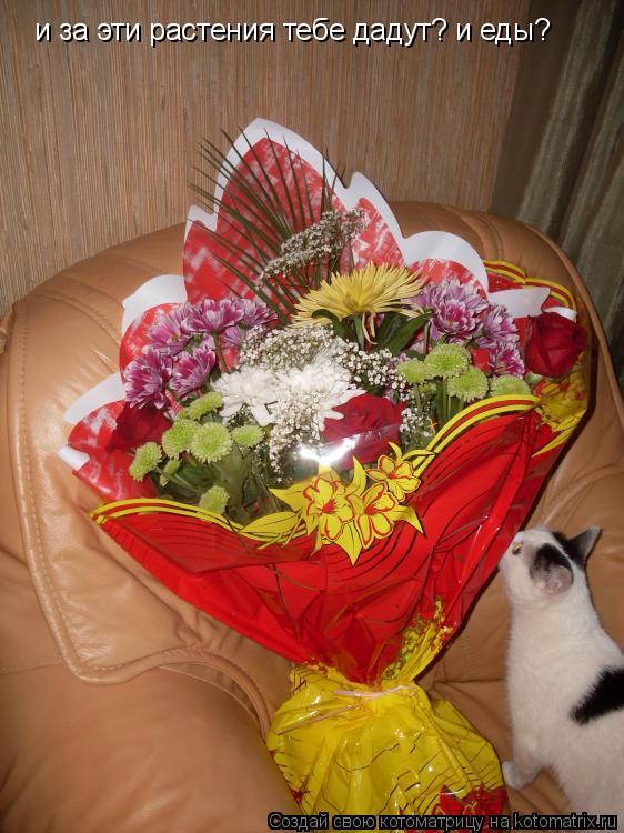 Котоматрица: и за эти растения тебе дадут? и еды?