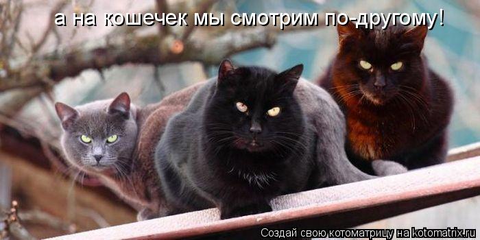 а на кошечек мы смотрим по-другому!... Котоматрица: а на кошечек мы смотрим по-другому!