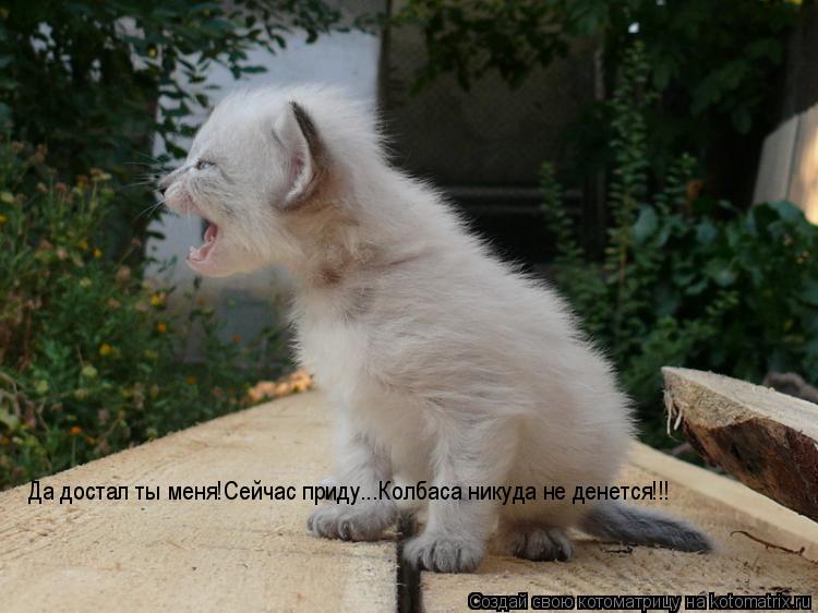 Котоматрица: Да достал ты меня!Сейчас приду...Колбаса никуда не денется!!!