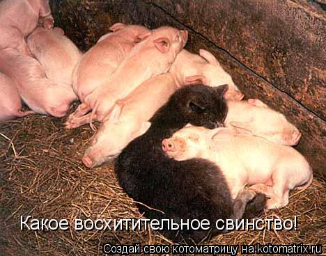 Котоматрица: Какое восхитительное свинство!