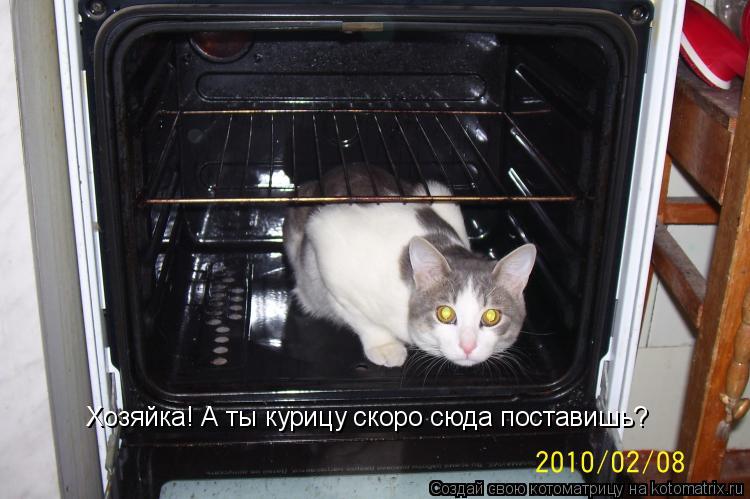 Хозяйка! А ты курицу скоро сюда поставишь?... Котоматрица: Хозяйка! А ты курицу скоро сюда поставишь?
