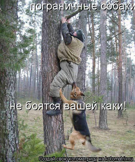 пограничные собаки не боятся вашей каки! не боятся вашей каки!... Котоматрица: пограничные собаки не боятся вашей каки! не боятся вашей каки!