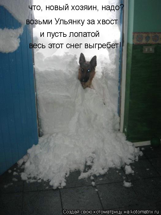 Котоматрица: что, новый хозяин, надо? возьми Ульянку за хвост  и пусть лопатой  весь этот снег выгребет!