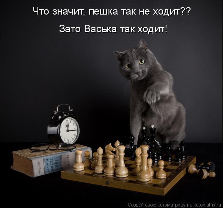 Котоматрица: Что значит, пешка так не ходит?? Зато Васька так ходит!