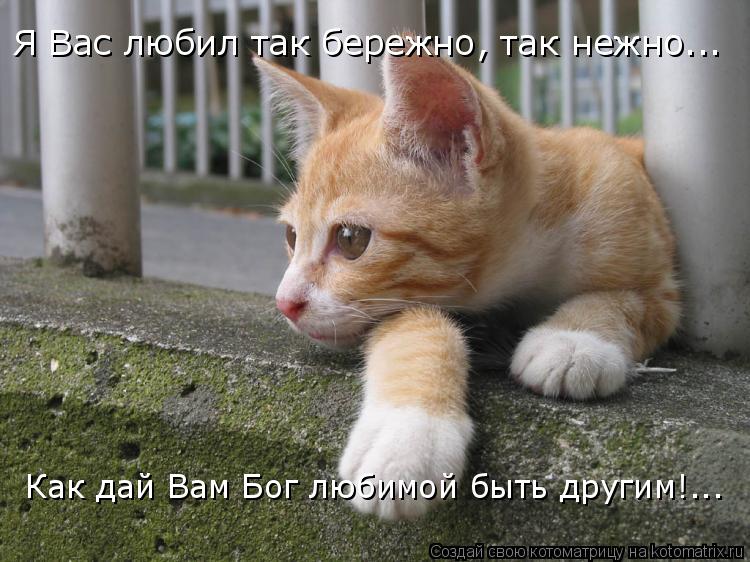 Я Вас любил так бережно, так нежно... Как дай Вам Бог любимой быть другим!...... Котоматрица: Я Вас любил так бережно, так нежно... Как дай Вам Бог любимой быть другим!...