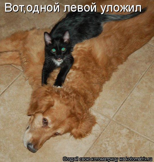 Вот,одной левой уложил... Котоматрица: Вот,одной левой уложил