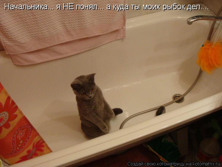 Начальника... я НЕ понял... а куда ты моих рыбок дел....... Котоматрица: Начальника... я НЕ понял... а куда ты моих рыбок дел....