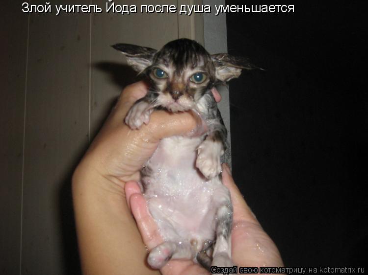 Котоматрица: Злой учитель Йода после душа уменьшается / /