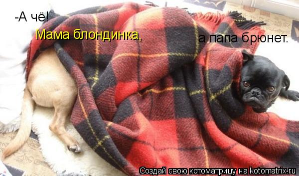 -А чё! а папа брюнет. Мама блондинка,... Котоматрица: -А чё! а папа брюнет. Мама блондинка,