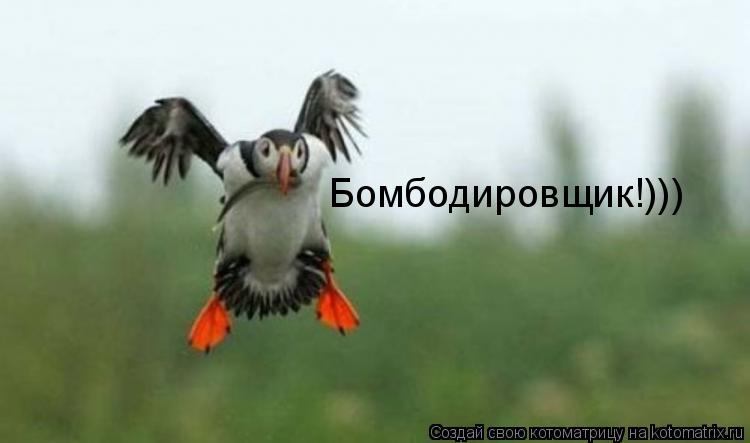 Котоматрица: Бомбодировщик!)))