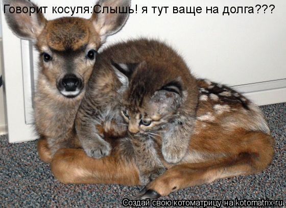 Котоматрица: Говорит косуля:Слышь! я тут ваще на долга???
