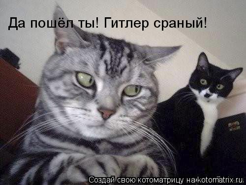 Котоматрица: Да пошёл ты! Гитлер сраный!