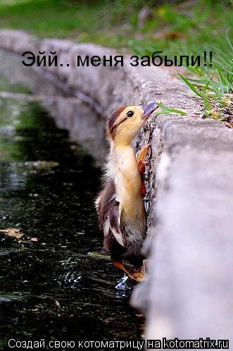 Эйй.. меня забыли!!... Котоматрица: Эйй.. меня забыли!!