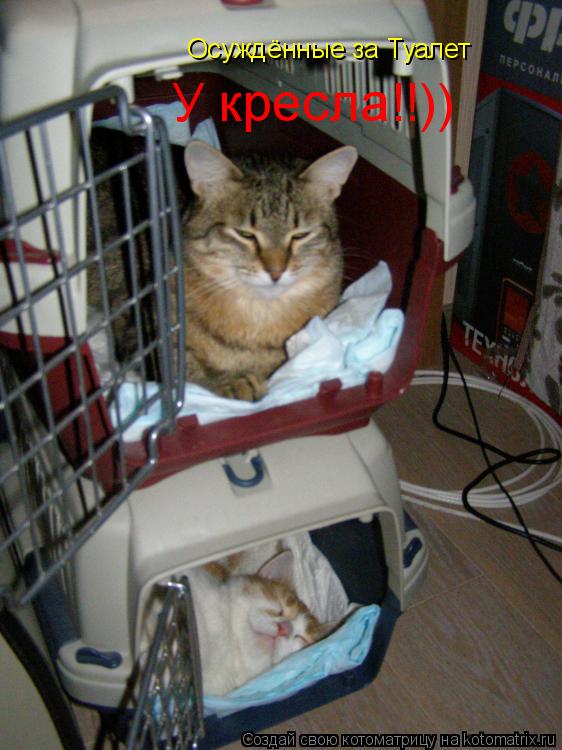 Осуждённые за Туалет У кресла!!))... Котоматрица: Осуждённые за Туалет У кресла!!))