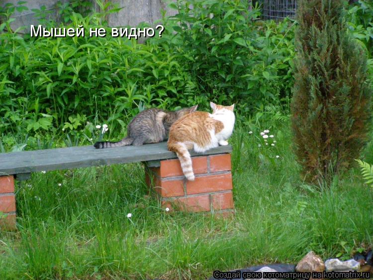Котоматрица: Мышей не видно?