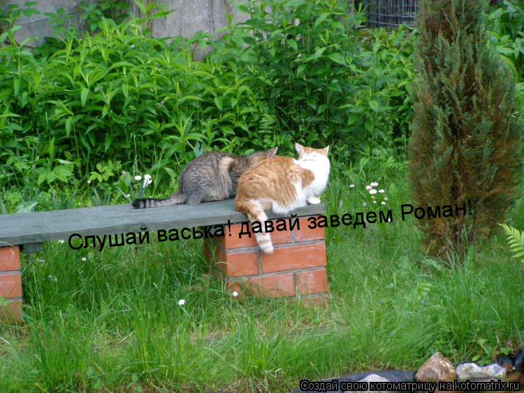 Котоматрица: Слушай васька! давай заведем Роман!