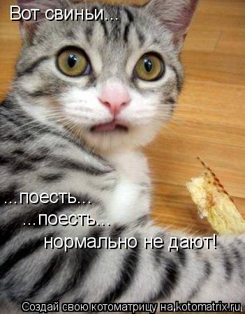 Котоматрица: Вот свиньи... ...поесть... ...поесть... нормально не дают!