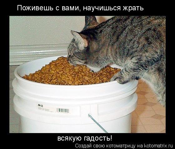 Котоматрица: Поживешь с вами, научишься жрать всякую гадость!