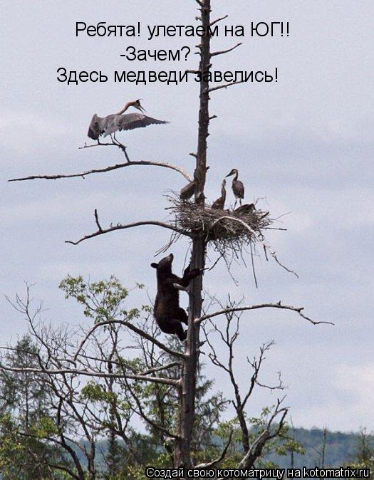 Котоматрица: Ребята! улетаем на ЮГ!! -Зачем? Здесь медведи завелись!