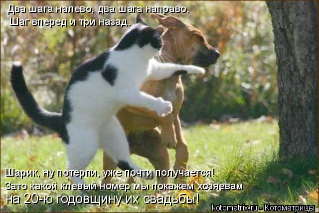 Котоматрица: Два шага налево, два шага направо, Шаг вперед и три назад. Шарик, ну потерпи, уже почти получается! Зато какой клевый номер мы покажем хозяева