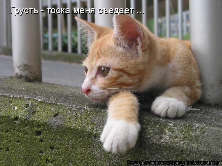 Котоматрица: Грусть - тоска меня съедает ...