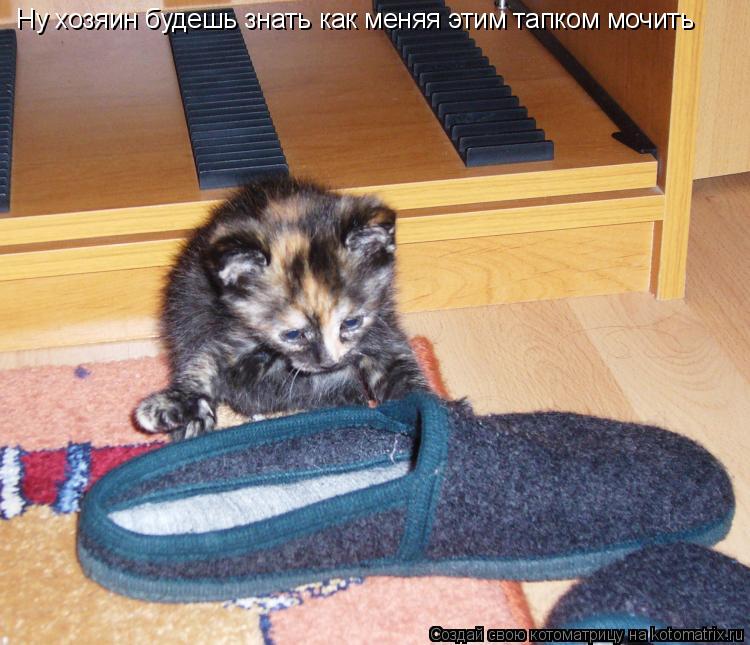 Котоматрица: Ну хозяин будешь знать как меняя этим тапком мочить