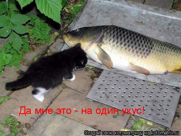 Да мне это - на один укус!... Котоматрица: Да мне это - на один укус!