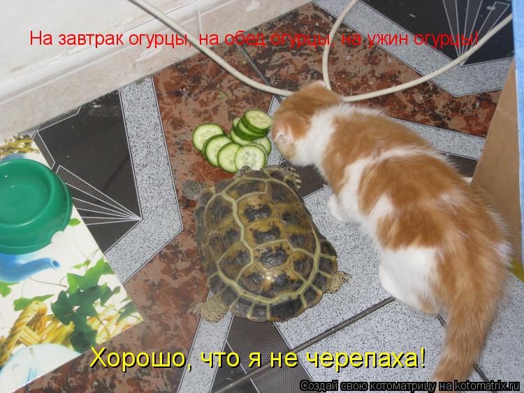На завтрак огурцы, на обед огурцы, на ужин огурцы! Хорошо, что я не черепаха!... Котоматрица: На завтрак огурцы, на обед огурцы, на ужин огурцы! Хорошо, что я не черепаха!