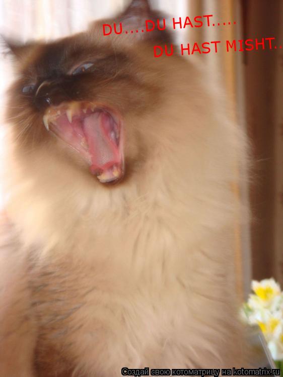 DU....DU HAST..... DU HAST MISHT....... Котоматрица: DU....DU HAST..... DU HAST MISHT....