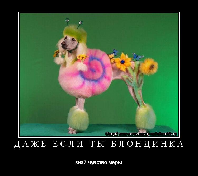 Котоматрица: Даже если ты блондинка знай чувство меры