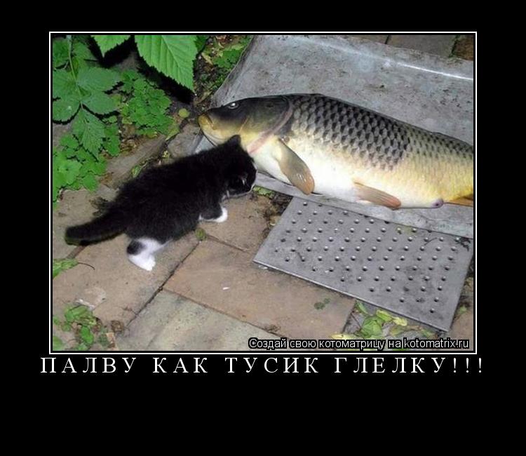 Палву как тусик глелку!!! ... Котоматрица: Палву как тусик глелку!!!