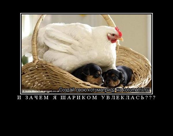 Котоматрица: И зачем я Шариком увлеклась??? 
