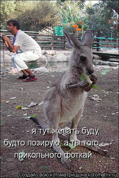 - я тут жевать буду, будто позирую, а ты того - прикольного фоткай...... Котоматрица: - я тут жевать буду, будто позирую, а ты того - прикольного фоткай...