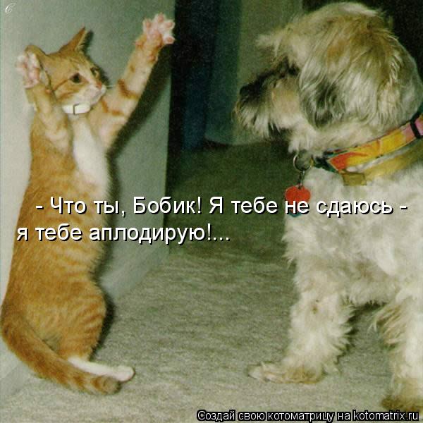 - Что ты, Бобик! Я тебе не сдаюсь - я тебе аплодирую!...... Котоматрица: - Что ты, Бобик! Я тебе не сдаюсь - я тебе аплодирую!...