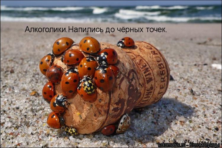 Алкоголики.Напились до чёрных точек.... Котоматрица: Алкоголики.Напились до чёрных точек.
