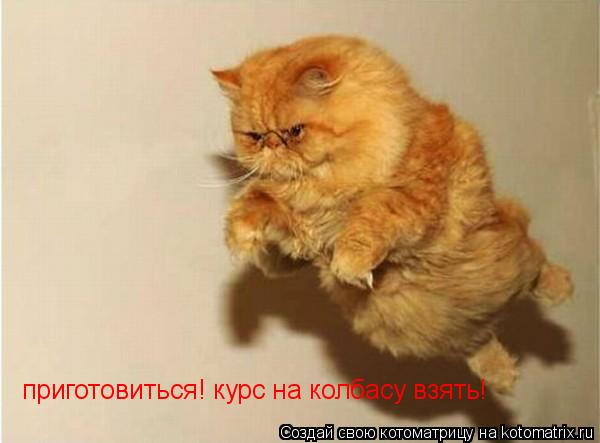 приготовиться! курс на колбасу взять!... Котоматрица: приготовиться! курс на колбасу взять!