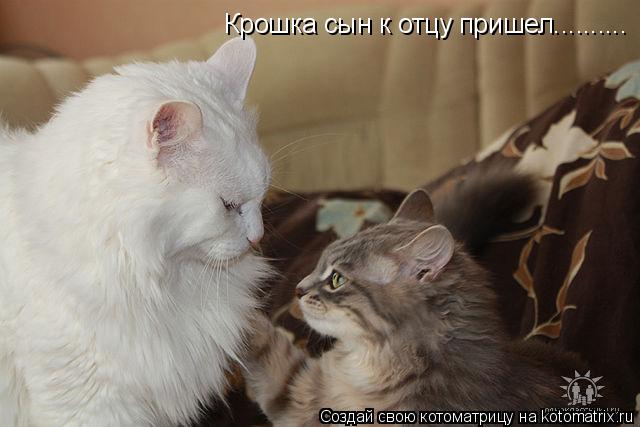 Крошка сын к отцу пришел............. Котоматрица: Крошка сын к отцу пришел..........