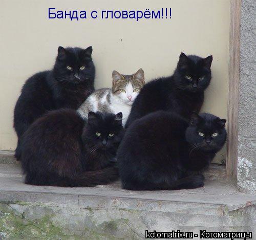 Банда с гловарём!!!... Котоматрица: Банда с гловарём!!!