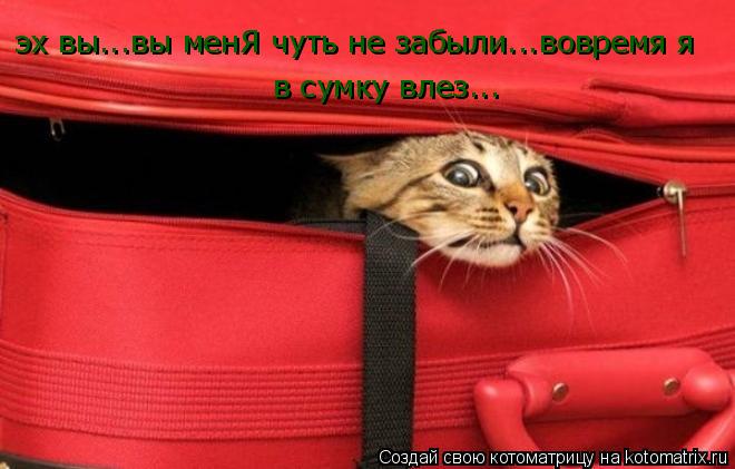 Котоматрица: эх вы...вы менЯ чуть не забыли...вовремя я  в сумку влез...