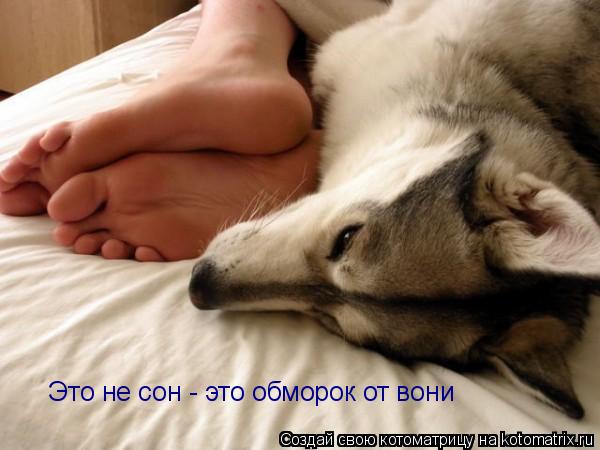Котоматрица: Это не сон - это обморок от вони