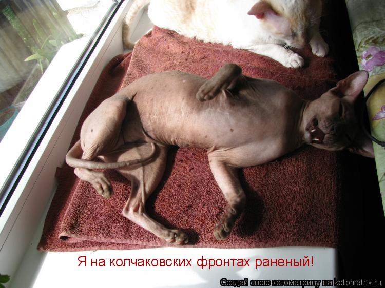 Я на колчаковских фронтах раненый!... Котоматрица: Я на колчаковских фронтах раненый!