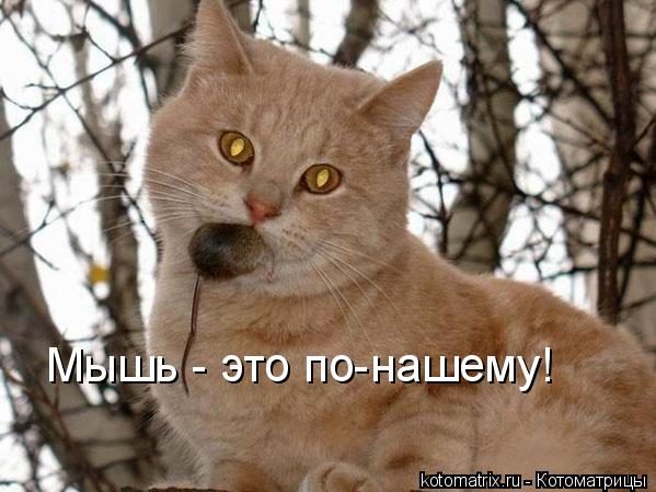 Мышь - это по-нашему!... Котоматрица: Мышь - это по-нашему!