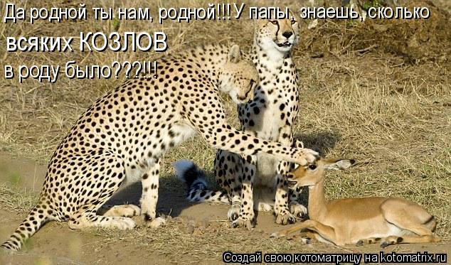 Да родной ты нам, родной!!! У папы, знаешь, сколько всяких КОЗЛОВ в роду было???!!!... Котоматрица: Да родной ты нам, родной!!! У папы, знаешь, сколько всяких КОЗЛОВ в роду было???!!!