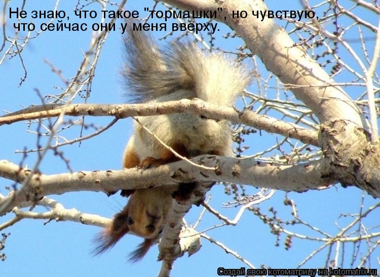 Не знаю, что такое "тормашки", но чувствую, что сейчас они у меня вверху.... Котоматрица: Не знаю, что такое "тормашки", но чувствую, что сейчас они у меня вверху.